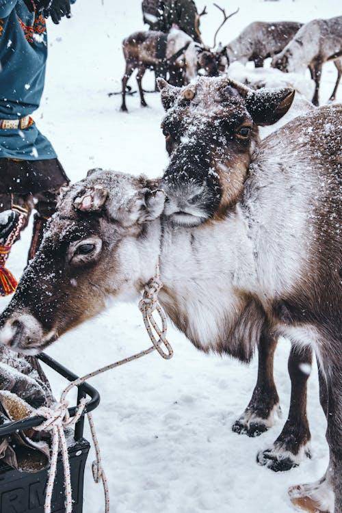 Foto: ganimatque fra Pexels